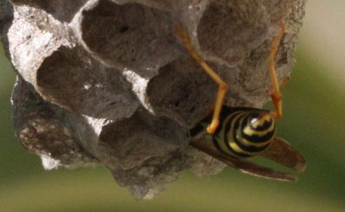 Réf. 336 177 : Polistes dominula